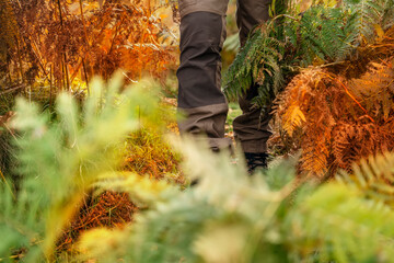 Autumn hiking trough high grass in the wood. Close-up of walking in trekking boots and waterproof...