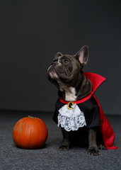 Cute Grey French Bulldog Dressed as Dracula sitting with pumpkin a Studio with dark background. Festive Halloween concept - 667053141