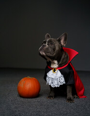 Cute Grey French Bulldog Dressed as Dracula sitting with pumpkin a Studio with dark background. Festive Halloween concept - 667053171