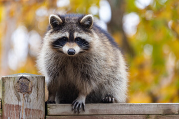 One fluffy raccoon perching on a wooden deck railing against a background of blurred fall foliage.