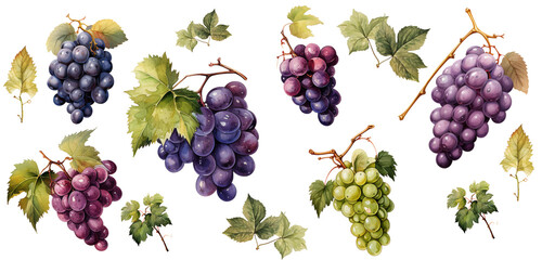 Watercolor drawings , Set of grapes with leaves  isolated on transparent background