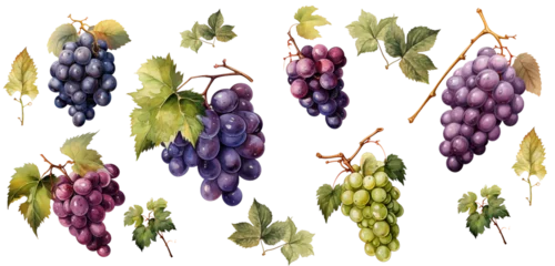 Fotobehang Watercolor drawings , Set of grapes with leaves  isolated on transparent background © Atchariya63