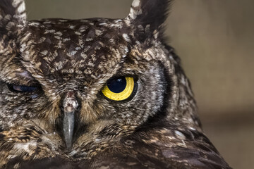 View of a detailed head of an owl with one eye open and one closed, detailed eye