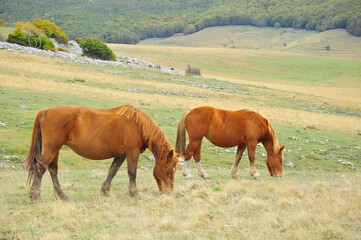 Due cavalli brucano l'erba nella prateria vicina al bosco durante l'autunno