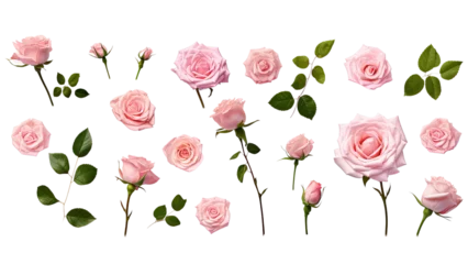 Fotobehang A collection, set of bunch of pink roses with green leaves , transparent PNG © Artur