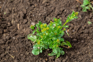 Common winter cress yellow flowers