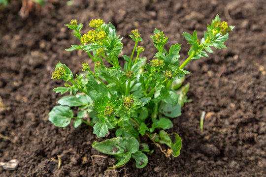 Common winter cress yellow flowers