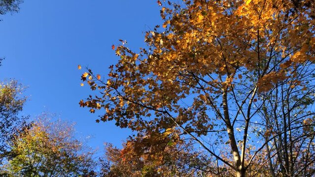 autumnal painted maple tree with a blue sky and falling leaves and camera panning to a German forest in autumnal colors