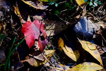 autumn leaves on the ground