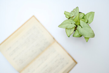 小説と観葉植物の俯瞰撮影
