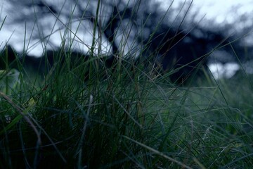 grass in the morning