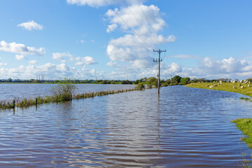 Storm Babet flooding in agricultural fields forces sheep on to a higher banking, alongside the...