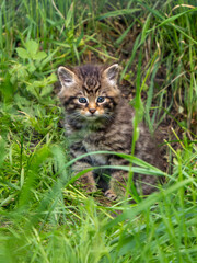 Naklejka na ściany i meble Scottish Wildcat Kitten in Grass