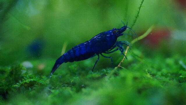 Blue fairy shrimp blue velvet shrimp, neocaridina heteropoda	
