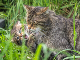 Female Scottish Wildcat and Kitten