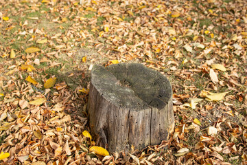 tree stump surrounded by golden fallen leaves, abstract autumnal backdrop, soft focus close up