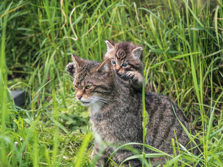Naklejka na ściany i meble Female Scottish Wildcat and Kitten