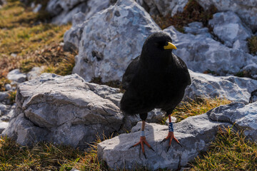 chova negra, julian alps, Slovenia, Central Europe,