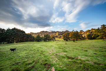 Fototapeta premium Large green esplanade with a lush forest in the background