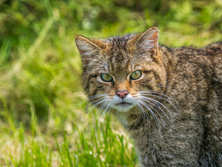 Scottish Wildcat Head Close Up © Stephan Morris 