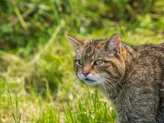 Scottish Wildcat Head Close Up