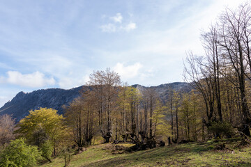 Fototapeta na wymiar A Serene Landscape: The Harmony of Mountains, Trees, and Blue Sky
