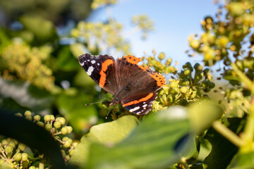 Red Admiral Butterfly on Lush Foliage 3