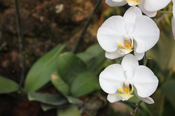 Close up photo of white orchid good for background or wallpaper