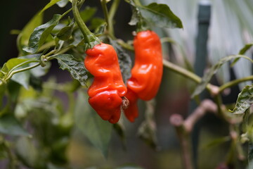 The peter pepper orange,  Capsicum annuum var. annuum, is an heirloom chili pepper that is best known for its unusual shape.