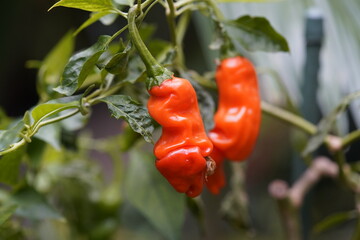 The peter pepper orange,  Capsicum annuum var. annuum, is an heirloom chili pepper that is best known for its unusual shape.