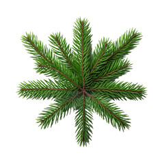 Christmas fir tree branch isolated