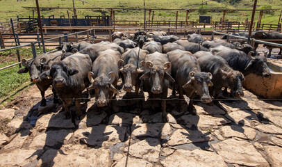 Buffalo cows in the corral to start milking for cheese production in the interior of Minas Gerais...