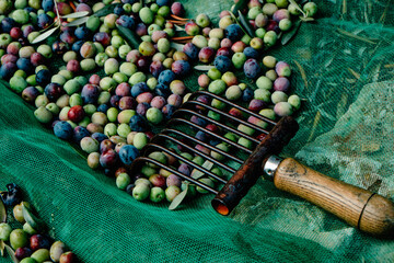 olives and comb-like tool used to collect them - obrazy, fototapety, plakaty