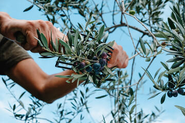 man using a comb-like tool to harvest some olives - obrazy, fototapety, plakaty