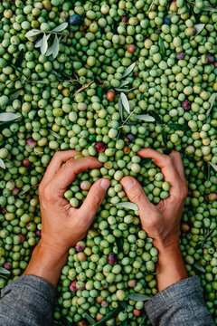 man grabbing a bunch of arbequina olives