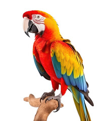 Obraz premium colorful scarlet macaw parrot sitting on tree branch