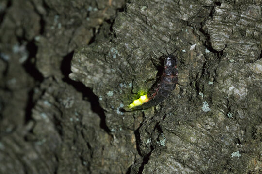 bioluminescence of common glow-worm female with active light organ on tree bark, Lampyris noctiluca, firefly 