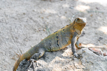 Iguana lizard gecko reptile on rock stone ground in Mexico.