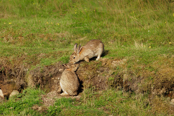 Two affectionate wild rabbits in Summer.  One rabbit is snuggling up to the other rabbit who seems...