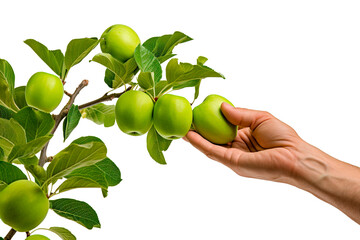 Hand picking green apple from tree branch on isolated transparent background