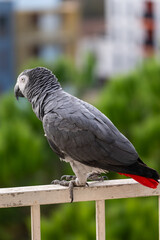 Portrait of a Gabonese gray