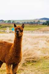 Brawn alpacas on a farm in New Zealand  