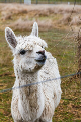 White alpacas on a farm in New Zealand  