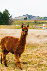 Brawn alpacas on a farm in New Zealand  