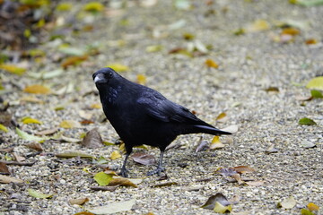 Carrion crow (Corvus corone) Corvidae family. Hanover, Germany.