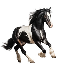 Obraz na płótnie Canvas Black and white horse running clip art