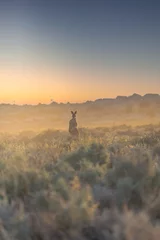 Raamstickers wild kangaroo in morning light in Australia © PAJDJW