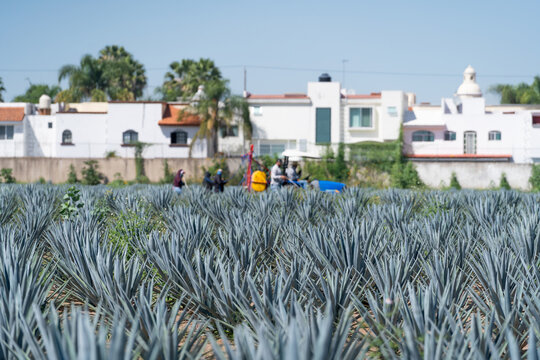 Los campesinos est&aacute;n fumigando el campo de agaves en crecimiento.
