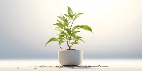 Foto op Canvas A potted plant on a pure white background with nothing but plants © Jing