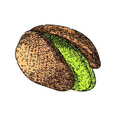 ingredient pistachio nut hand drawn. food organic, roasted healthy, shell raw ingredient pistachio nut vector sketch. isolated color illustration